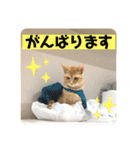まだまだ子猫のちくわくん（個別スタンプ：29）