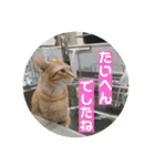 まだまだ子猫のちくわくん（個別スタンプ：30）
