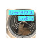 まだまだ子猫のちくわくん（個別スタンプ：32）
