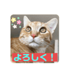 まだまだ子猫のちくわくん（個別スタンプ：33）