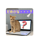 まだまだ子猫のちくわくん（個別スタンプ：34）