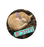 まだまだ子猫のちくわくん（個別スタンプ：35）