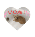 まだまだ子猫のちくわくん（個別スタンプ：36）