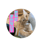 まだまだ子猫のちくわくん（個別スタンプ：37）