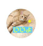 まだまだ子猫のちくわくん（個別スタンプ：38）