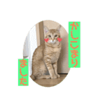 まだまだ子猫のちくわくん（個別スタンプ：39）