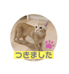 まだまだ子猫のちくわくん（個別スタンプ：40）