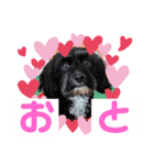 おとちゃん（いぬ）（個別スタンプ：1）