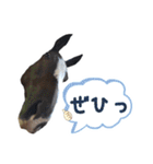 YRF（個別スタンプ：21）