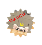 フレンチブルドッグ＊バニー（個別スタンプ：3）