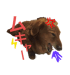 johdey 1（個別スタンプ：4）