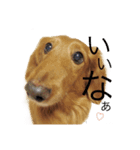 johdey 1（個別スタンプ：7）