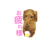 johdey 1（個別スタンプ：11）