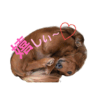 johdey 1（個別スタンプ：16）