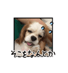 リンゴさんスタンプ パート5（個別スタンプ：1）
