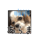 リンゴさんスタンプ パート5（個別スタンプ：4）
