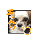 リンゴさんスタンプ パート5（個別スタンプ：5）