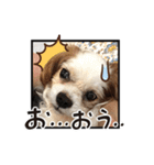 リンゴさんスタンプ パート5（個別スタンプ：6）
