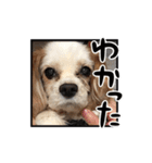リンゴさんスタンプ パート5（個別スタンプ：14）