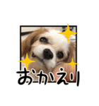 リンゴさんスタンプ パート5（個別スタンプ：16）