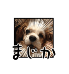 リンゴさんスタンプ パート5（個別スタンプ：22）