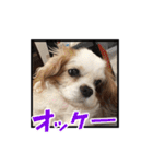 リンゴさんスタンプ パート5（個別スタンプ：27）