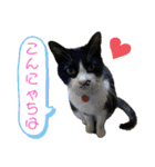 相澤家の仲間たち01（個別スタンプ：1）