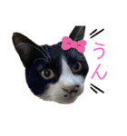 相澤家の仲間たち01（個別スタンプ：4）