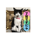 相澤家の仲間たち01（個別スタンプ：7）