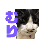 相澤家の仲間たち01（個別スタンプ：8）