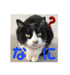 相澤家の仲間たち01（個別スタンプ：13）