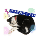 相澤家の仲間たち01（個別スタンプ：14）