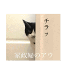 相澤家の仲間たち01（個別スタンプ：21）