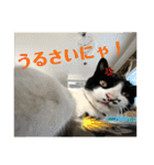 相澤家の仲間たち01（個別スタンプ：24）