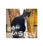相澤家の仲間たち01（個別スタンプ：26）