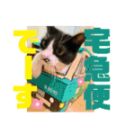 相澤家の仲間たち01（個別スタンプ：29）