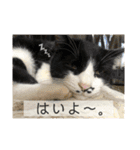 相澤家の仲間たち01（個別スタンプ：31）