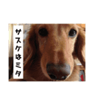 香ばしい臭い系 サスケ（個別スタンプ：7）
