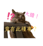 ダメ猫さんオーリバー（個別スタンプ：2）