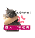ダメ猫さんオーリバー（個別スタンプ：4）