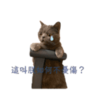 ダメ猫さんオーリバー（個別スタンプ：5）