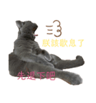ダメ猫さんオーリバー（個別スタンプ：6）