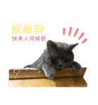ダメ猫さんオーリバー（個別スタンプ：7）