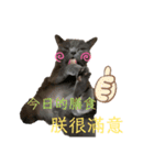 ダメ猫さんオーリバー（個別スタンプ：11）