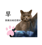 ダメ猫さんオーリバー（個別スタンプ：12）