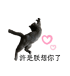 ダメ猫さんオーリバー（個別スタンプ：14）