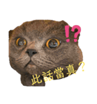 ダメ猫さんオーリバー（個別スタンプ：15）