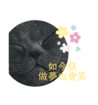 ダメ猫さんオーリバー（個別スタンプ：17）