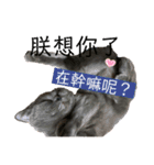 ダメ猫さんオーリバー（個別スタンプ：19）
