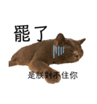 ダメ猫さんオーリバー（個別スタンプ：20）
